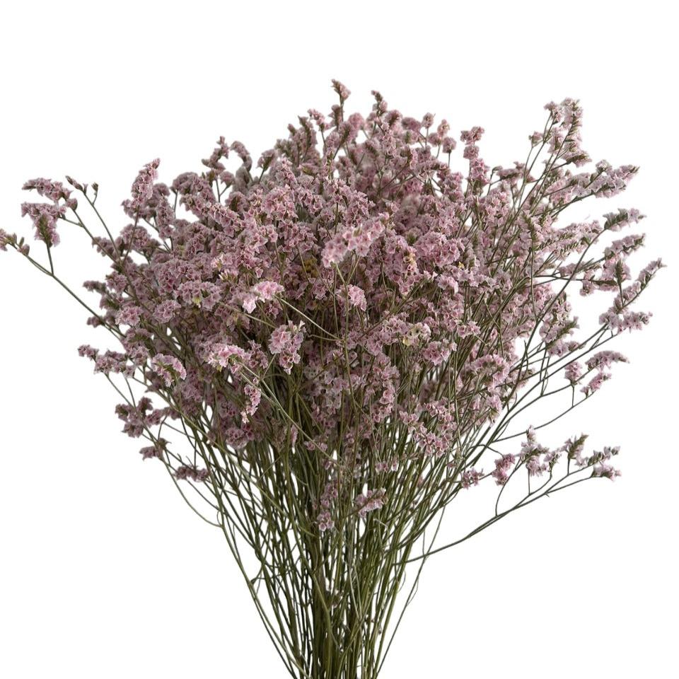 Limonium Joy